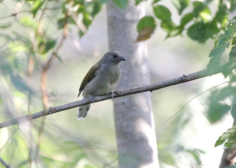 Lesser Honeyguide Lesser Honeyguide, Ilala Palm – BirdLife eThekwini KZN
