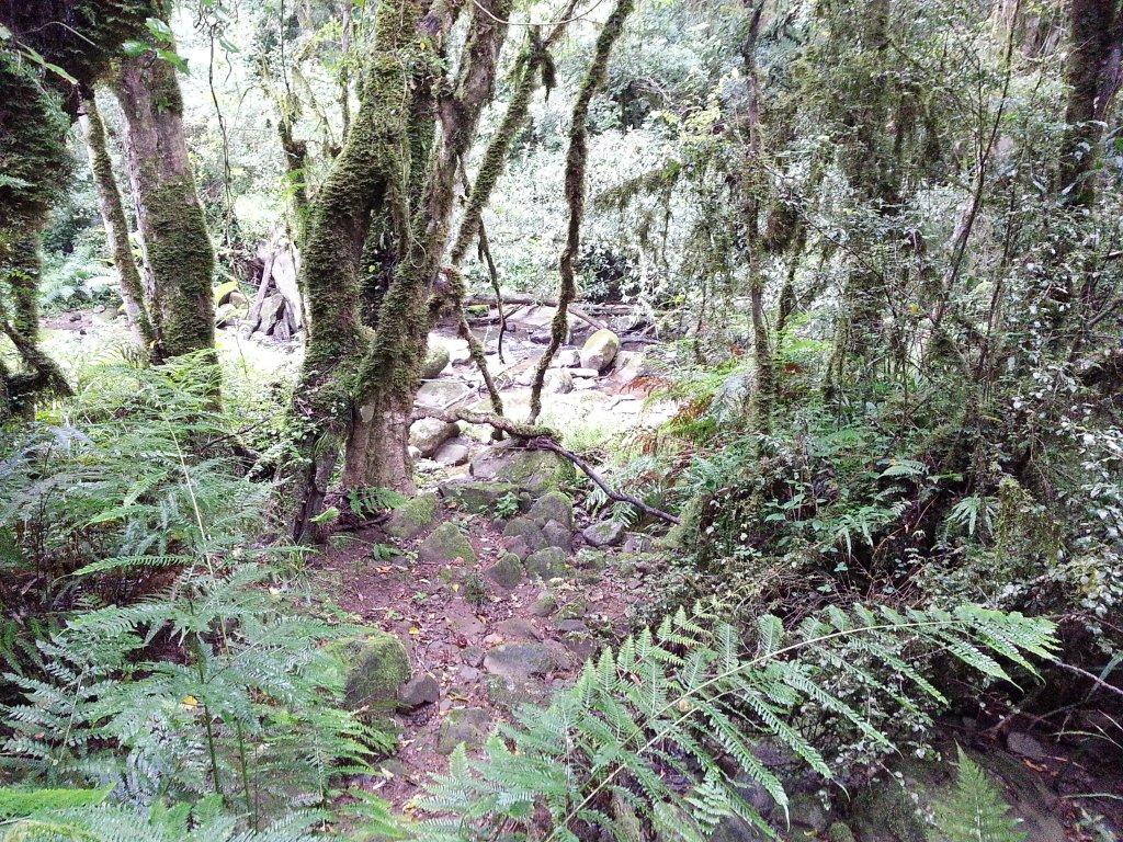Forst Grotto Blue Grotto Forest – BirdLife eThekwini KZN