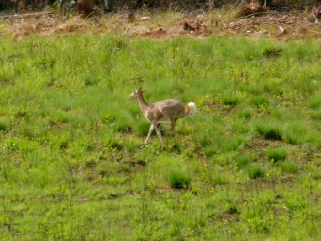 reed-buck-hennie-jordaan – BirdLife eThekwini KZN