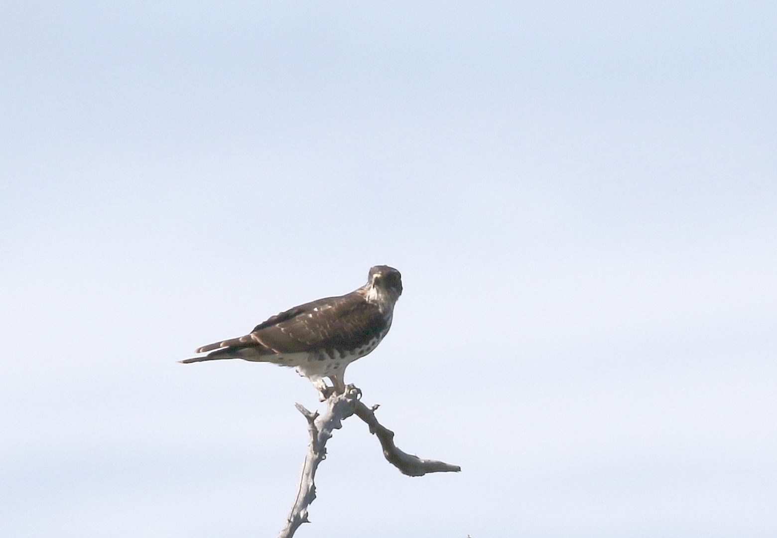 African Cuckoo Hawk – BirdLife eThekwini KZN