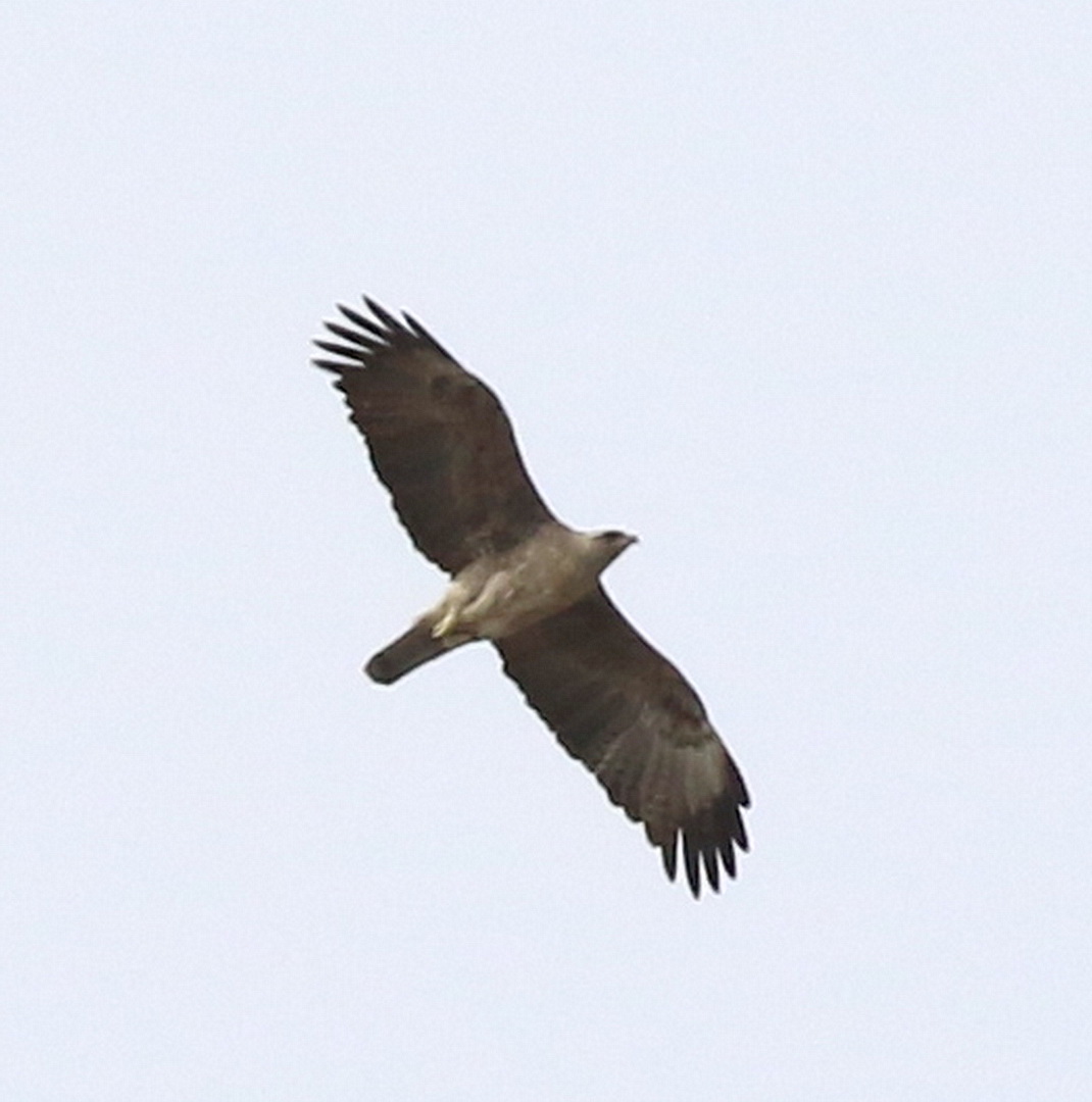 Mystery Raptor – BirdLife eThekwini KZN