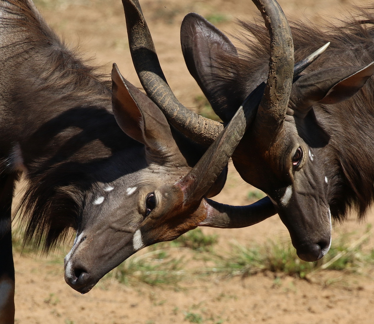 nyalamaleswithlockedhorns BirdLife eThekwini KZN
